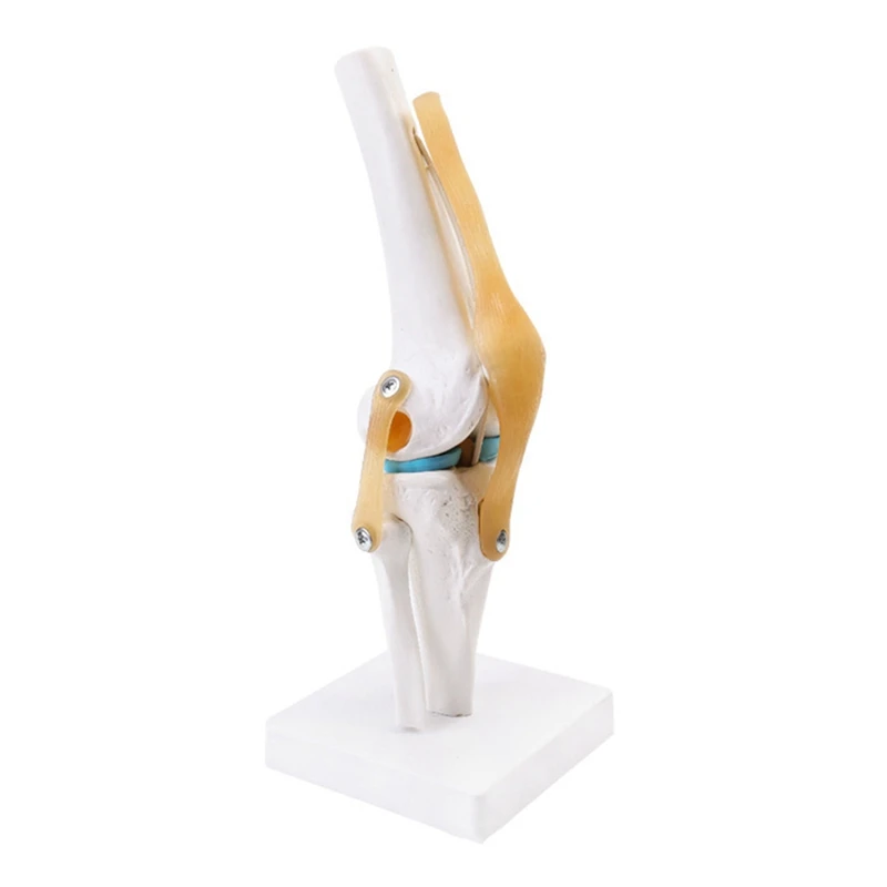 Anatomical  Knee Joint With Ligaments Model,Life Size,Orthopedic Teaching Demonstration