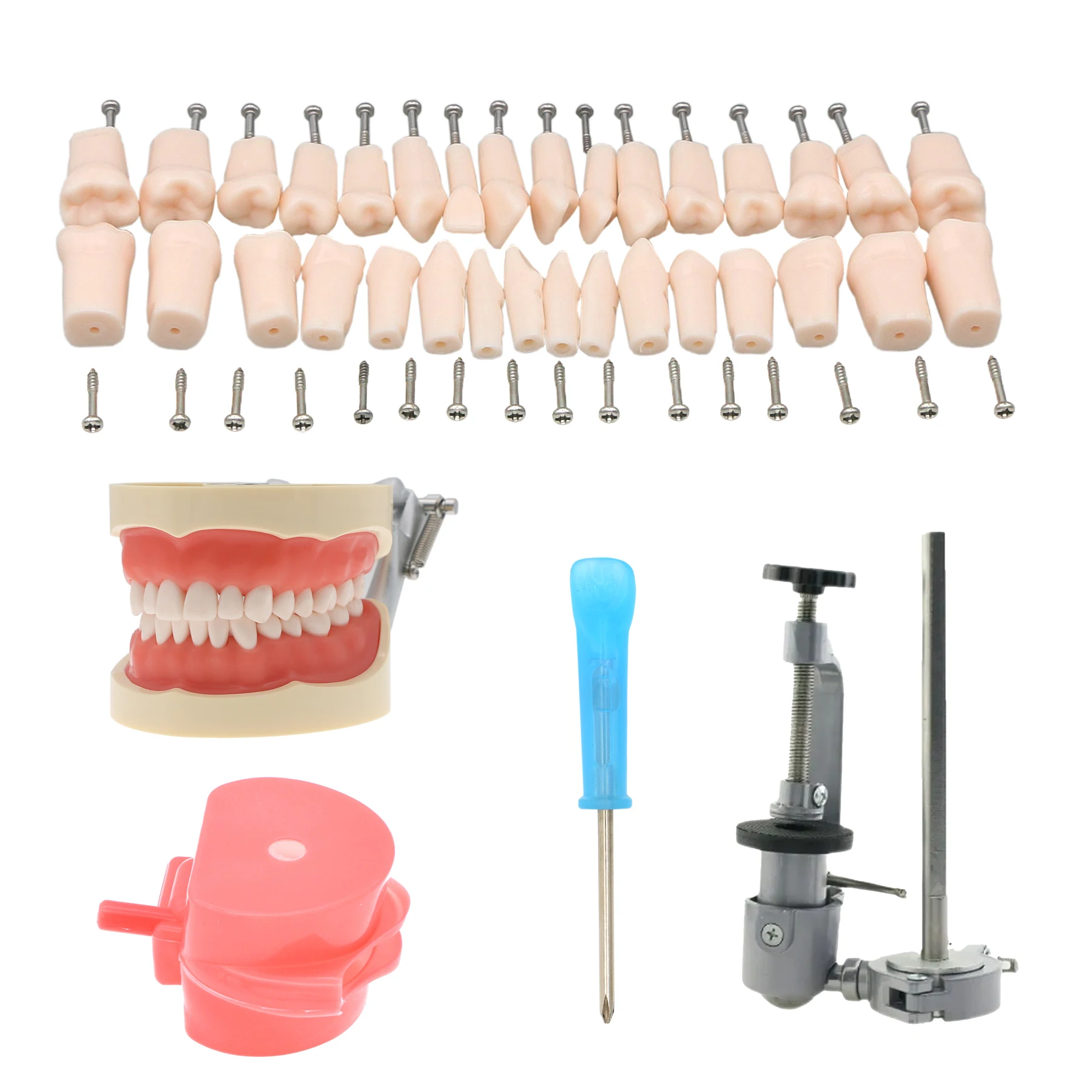 

Dental Typodont Model Removable Preparation Teeth 32Pcs Kilgore NISSIN 200 Type