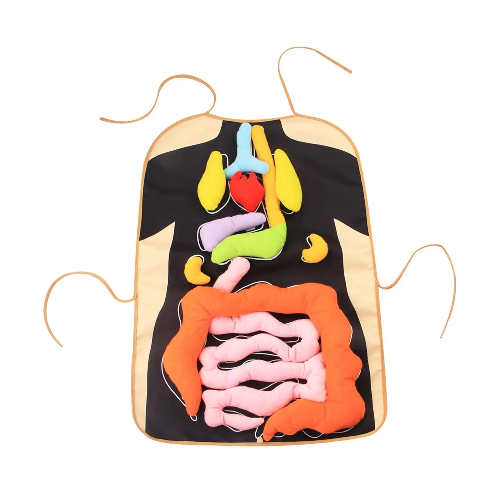 Human Body Organs Apron Educational Toy 3D Anatomy Model for Children School Science Home Preschool Teaching Resource