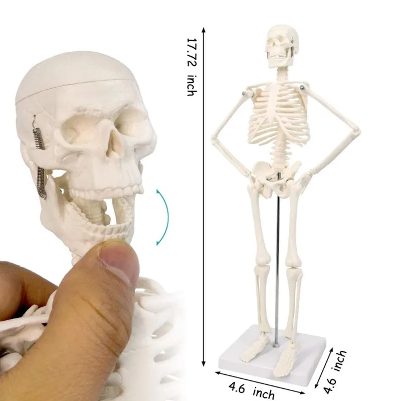 DARHMMY 45CM Anatomical Anatomy Human Skeleton Model Human Spine Skeleton Model Education and Training Tool