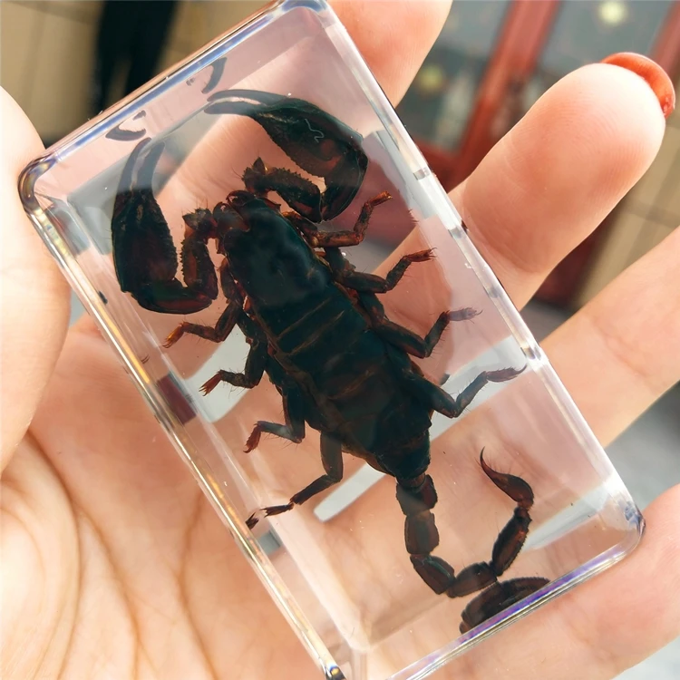 Hot sale large new real insect resin specimen animal amber longhorn beetle stag beetle spider centipede know home accessories