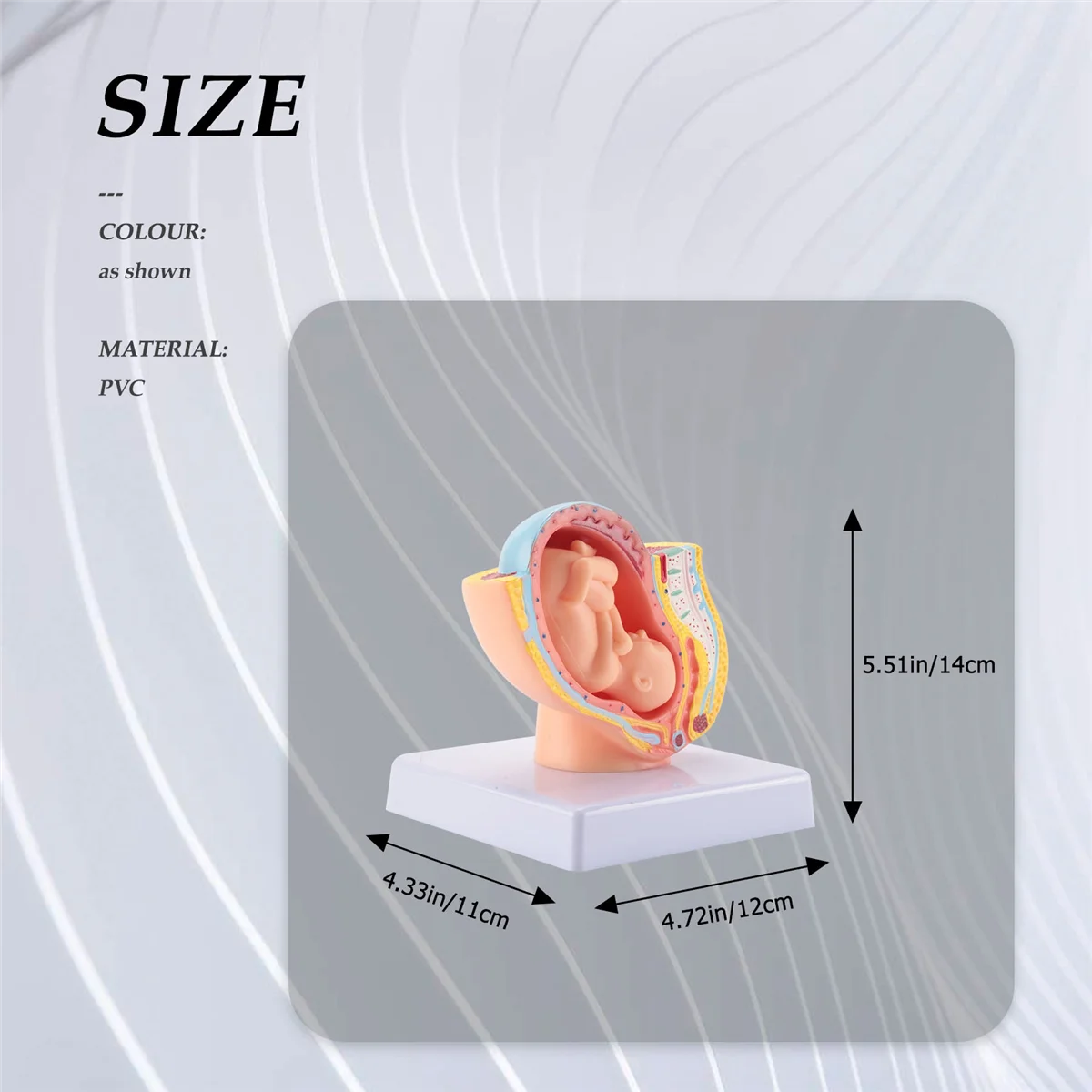 L67A Pro Human Pregnancy Fetal Development 9Th Month Embryonic Pelvic Model Fetus Foetus Pregnancy Anatomy of the Placenta Model