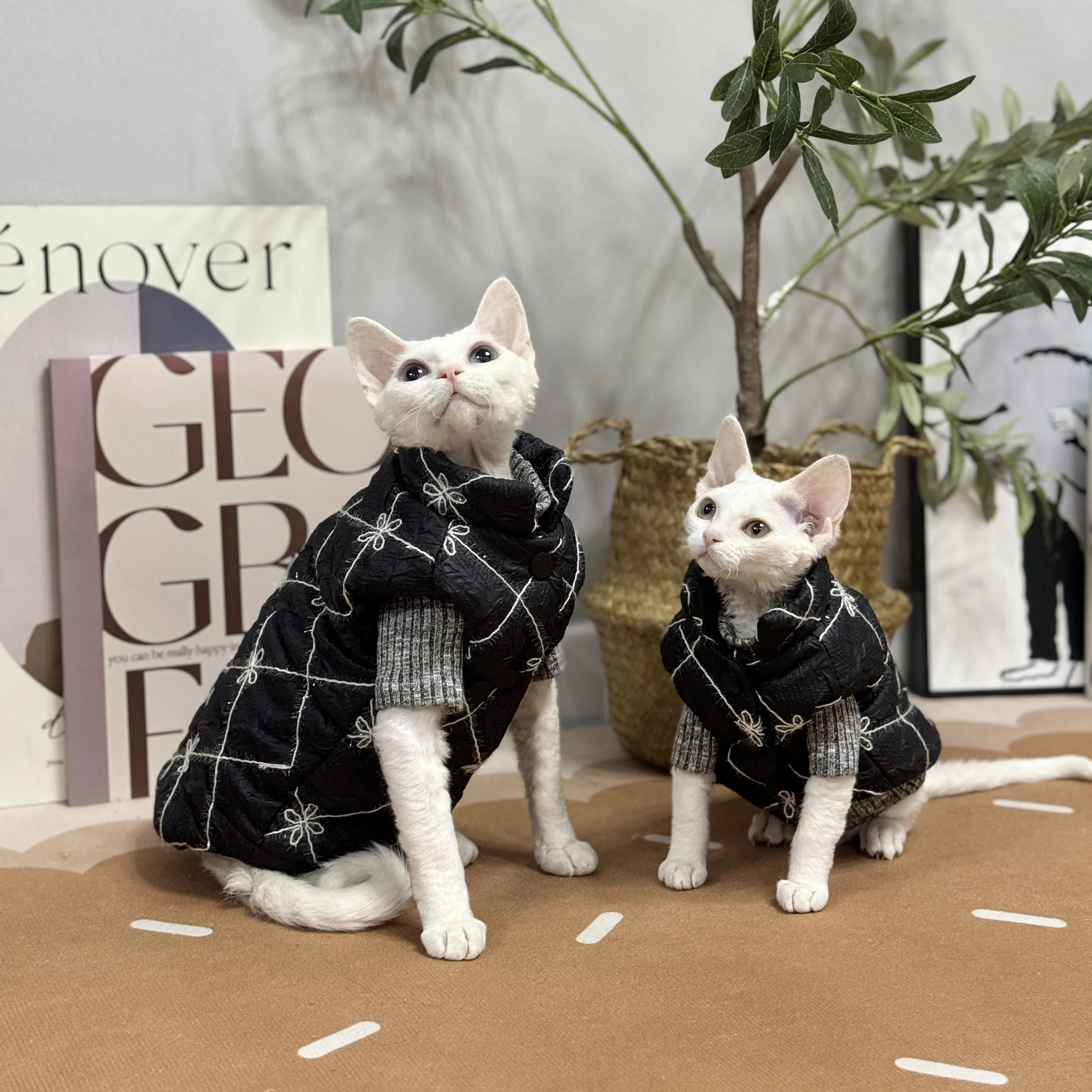 Veste en coton à carreaux noir imbibé pour chat Sphynx, optique d'hiver, pull chaud pour chatons, manteau en dentelle douce pour Devon Rex