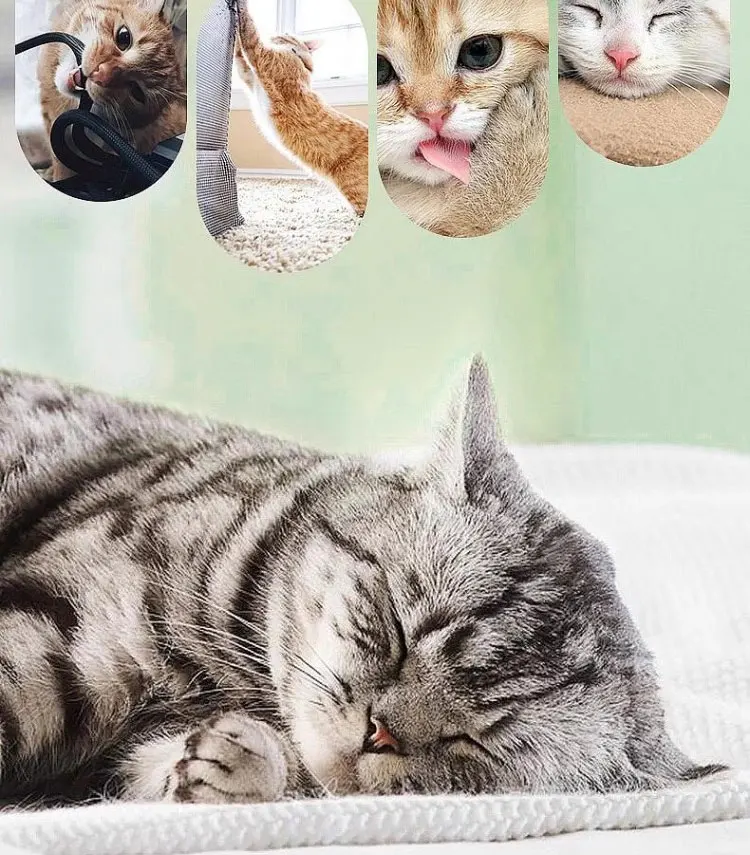 1/3 Stück interaktives Katzenspielzeug: Interaktive, federnde Bälle mit Federn, Katzenspielzeug für den Innenbereich, um die überschüssige Energie der Katze abzubauen. – Detail 3