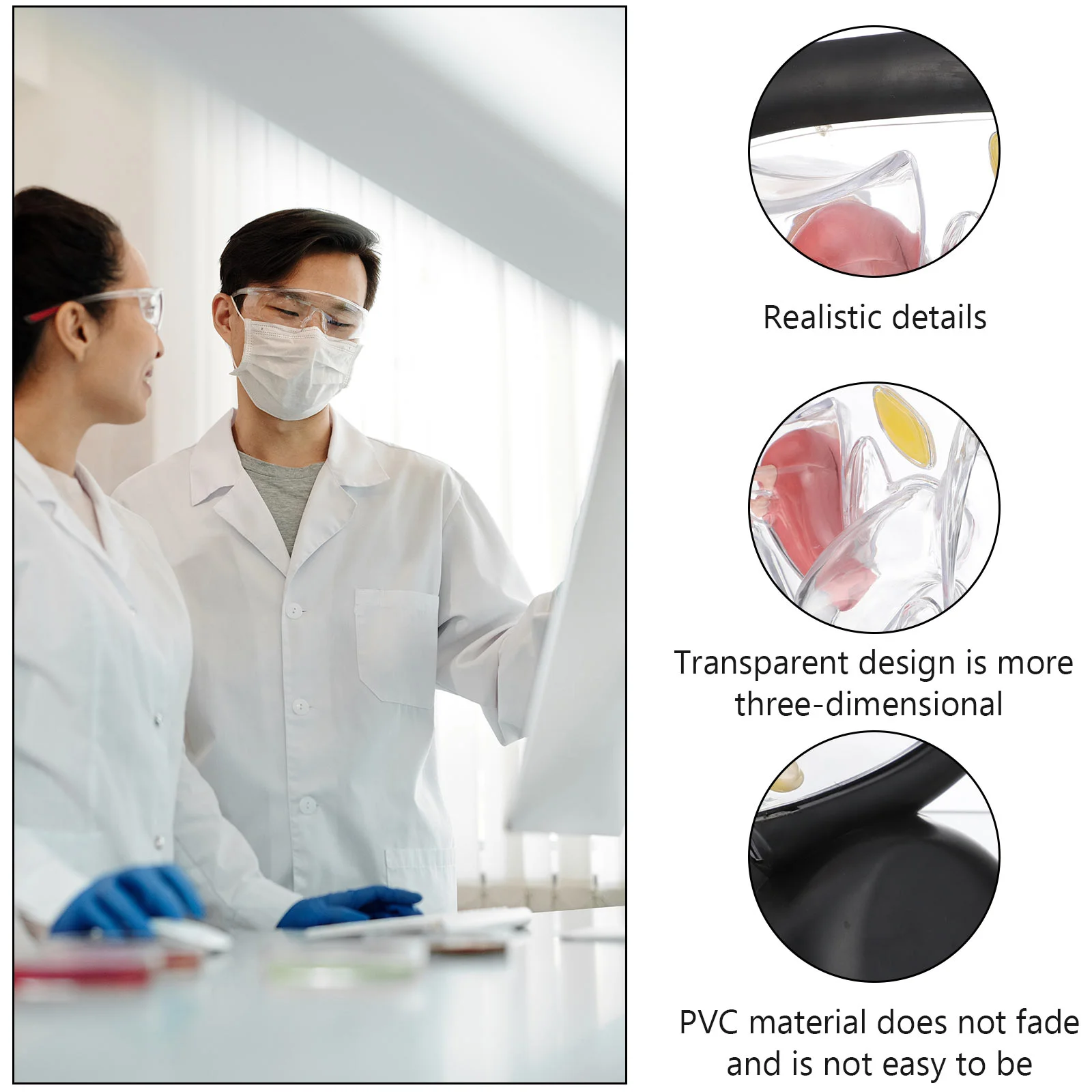 Structure Model Transparent Models Female Reproductive Organ Pvc Wall Nurse