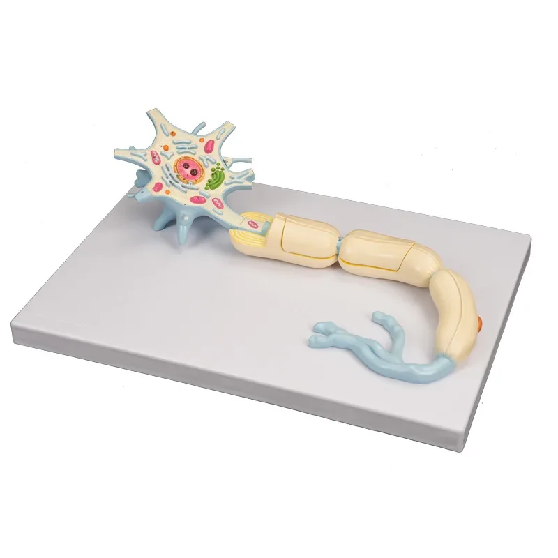 Gelsonlab HSBM-504 High Quality PVC Anatomical Neuron Model Nerve Physiology System For Medical Schools And Training