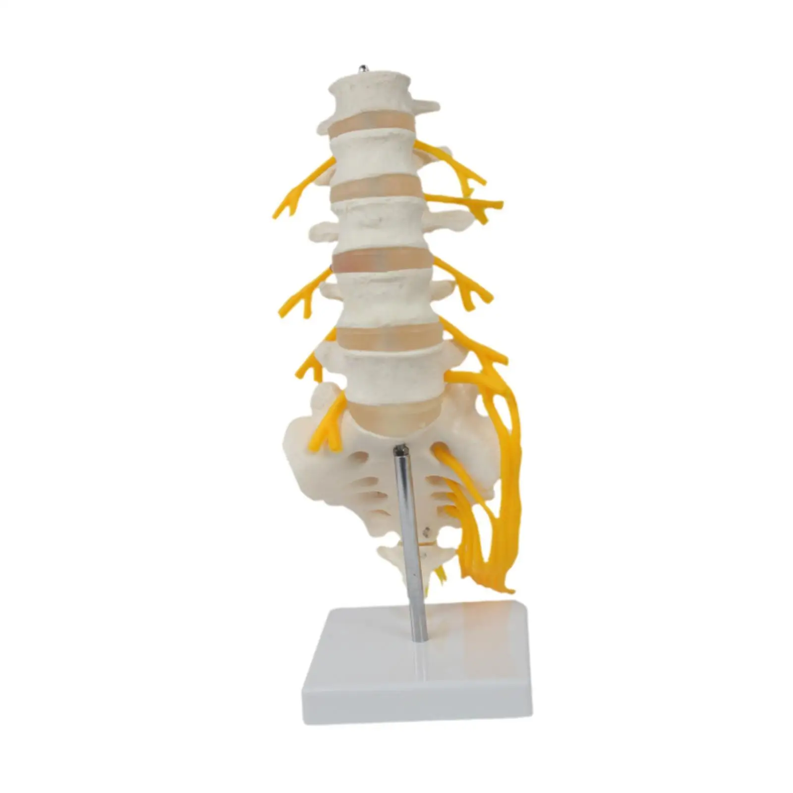 Spine Model Scientific Teaching Aid Detailed 31 cm Decoration Spine Display Stand for Lab Education Tool Science Study