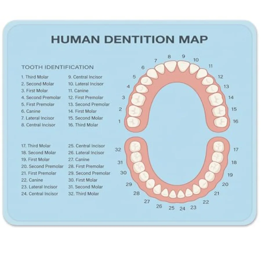 

Mouse Pads Pink Education Tooth Chart Number Infographic Blue Dental Human Anatomy Mousepad 9.5" x 7.9" for Laptop, Desktop Com
