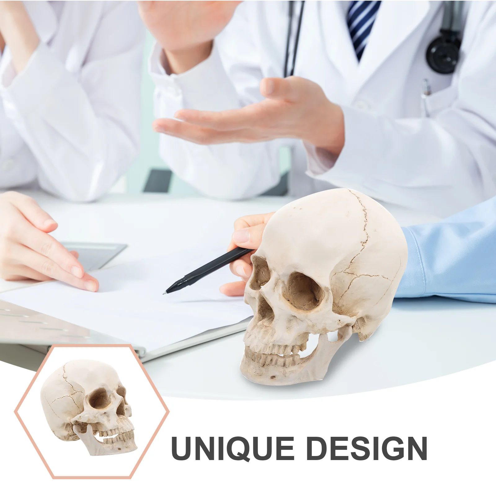 Resin Skull Anatomy Model Detachable Other Supplies for Teaching