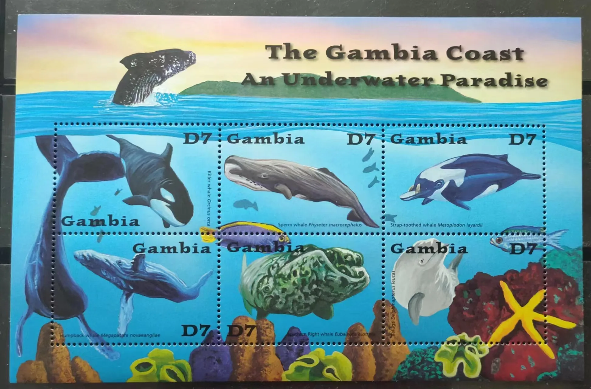 Gambia Post Stamps Y2001 Rare Marine Life Killer Whale Sperm Whale 6 New Collectible Postage Stamps Material For Scrapbooking