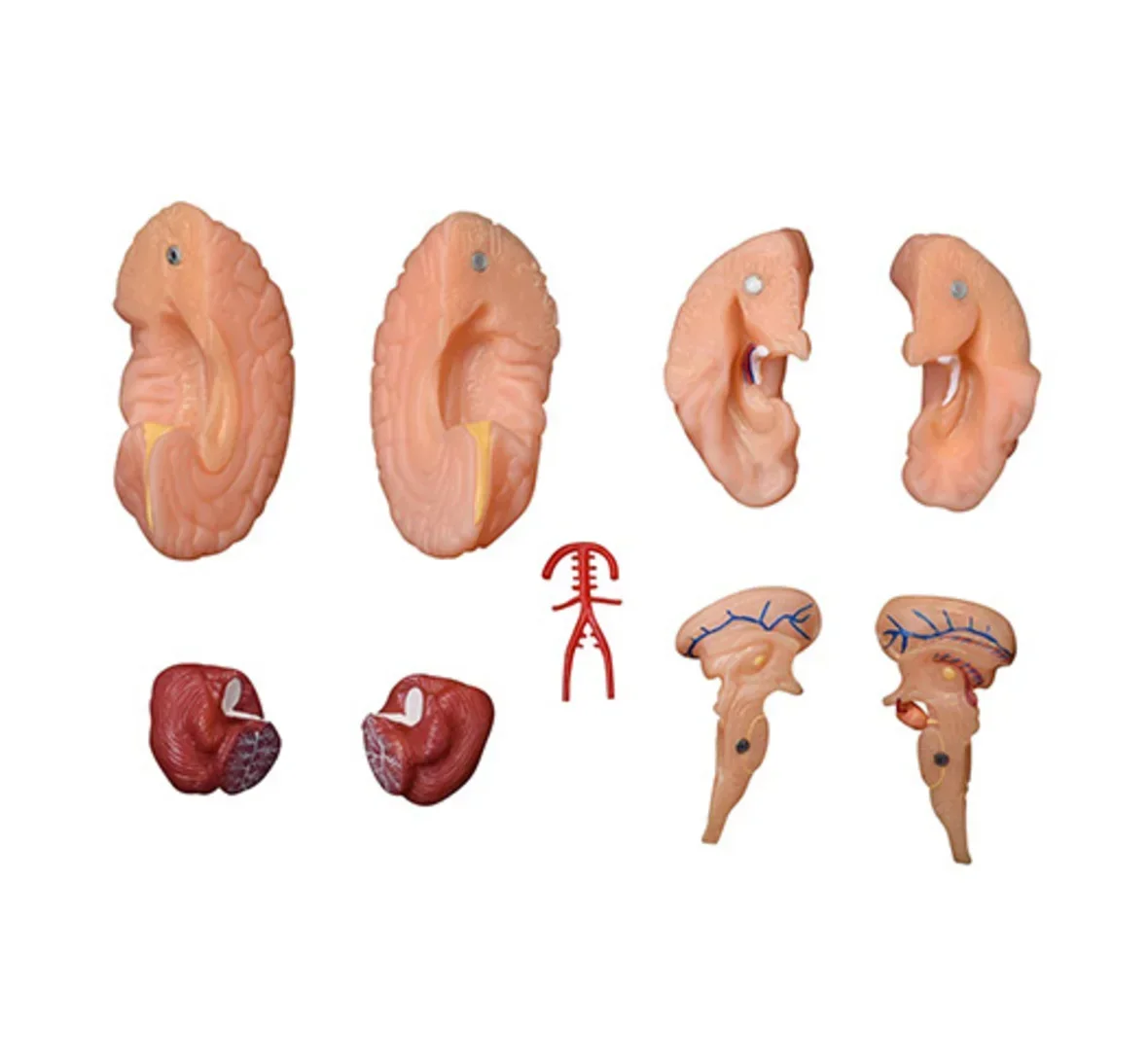 High quality school training model Anatomical medical brain model New Style Brain Model 9 Parts