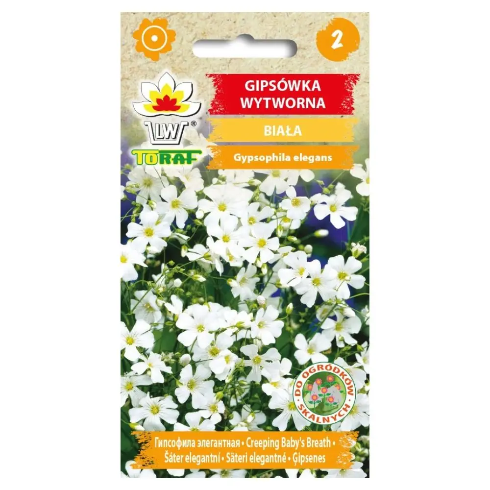 Graines blanches de Pimsate (Gypsophila elegans), fleurs annuelles pour jardin, parterres de fleurs et bouquets, floraison abondante VI-IX