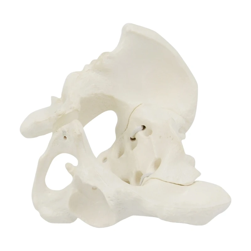 ADWE Mini Female Pelvis Model Female Pelvic Model Human Pelvic Model Medical Teaching Model for Study Teaching Lab