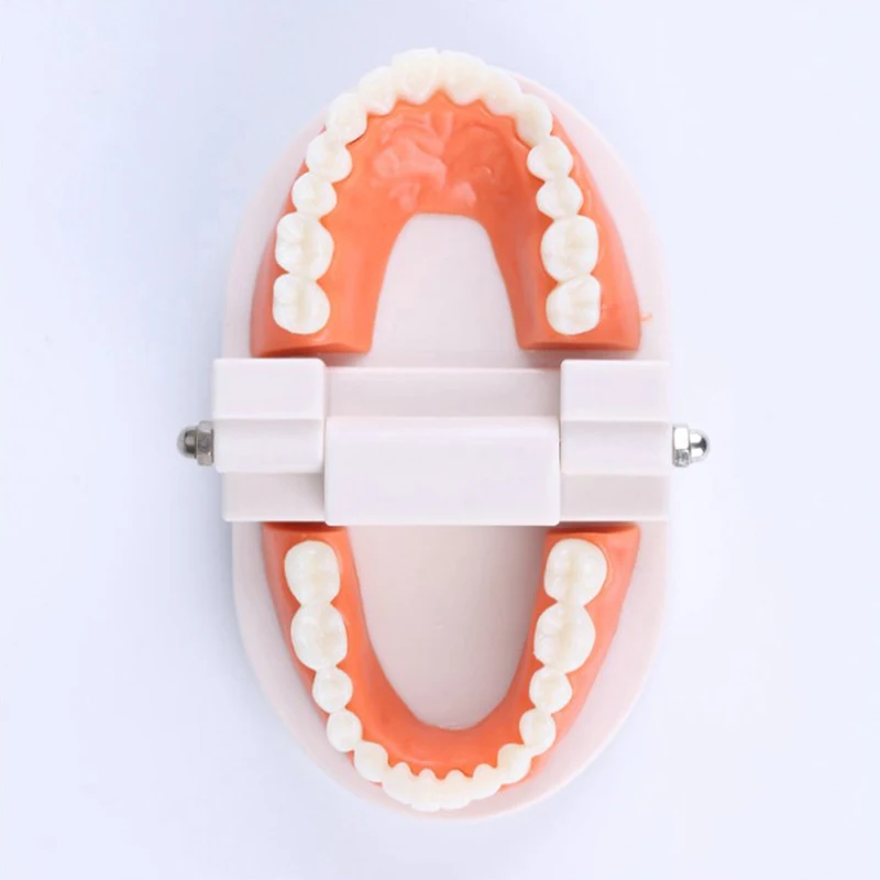 Standard Teeth Model Adult Standard Typodont Demonstration Denture Model Compatible Kids Dental Teachig Clean Display