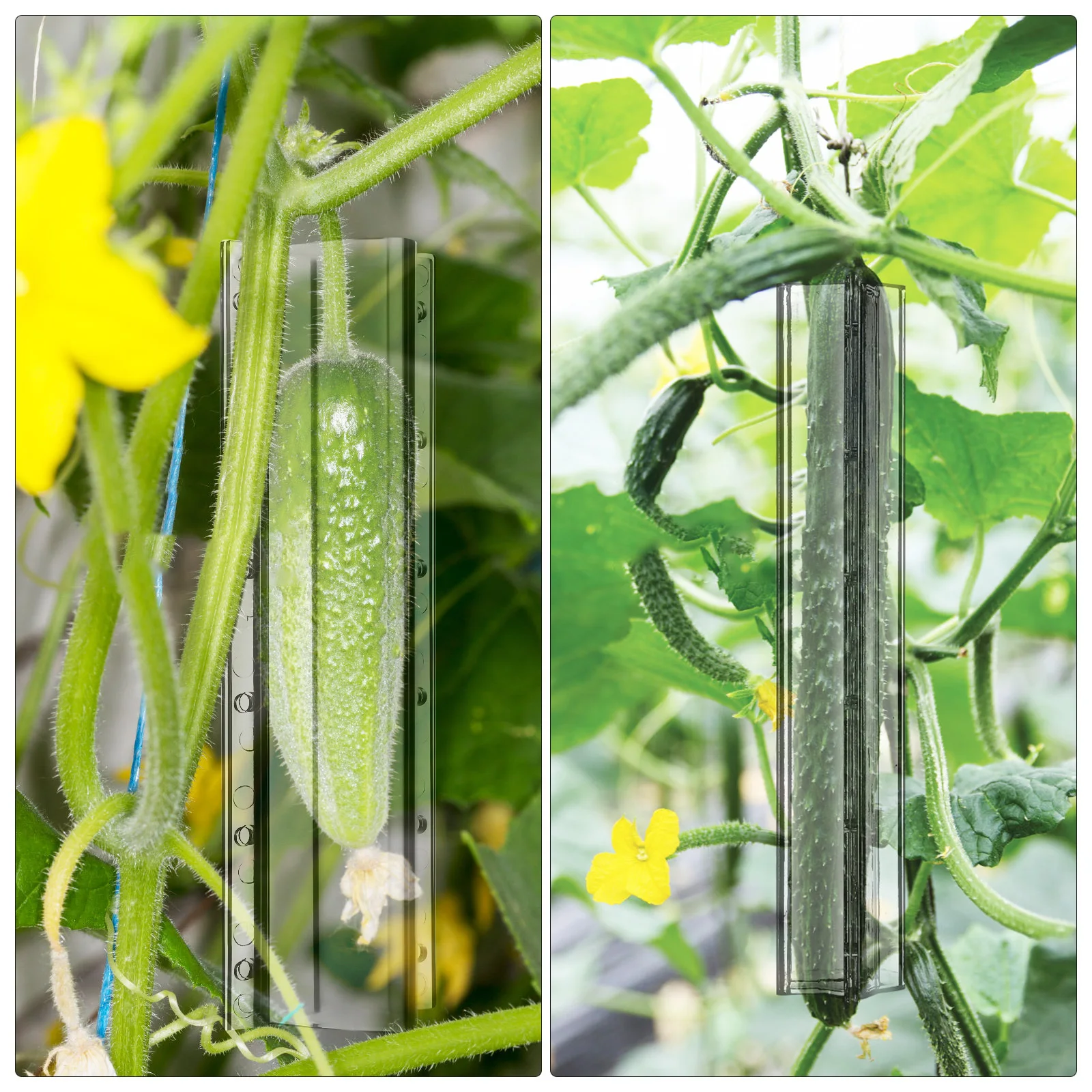 

4Pcs Cucumber Growing Molds Set Fun Shaped Fruit Growth Mold Kit Easy Use Garden Vegetable Shaping Tool for Home Farm Display