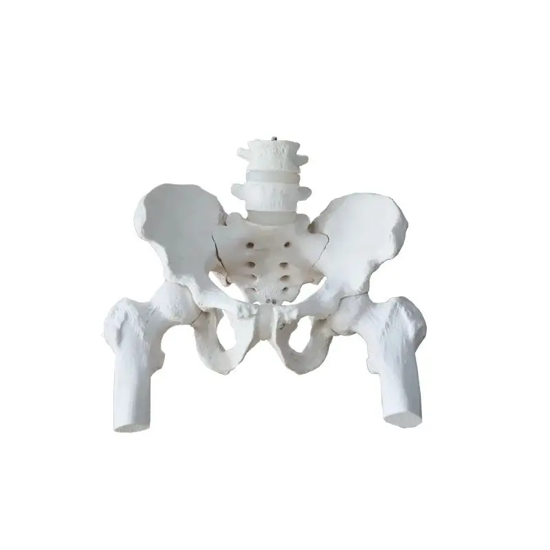 Life size Male pelvis with 2 lumbar vertebrae attached nerves with femoral model medical teaching tools