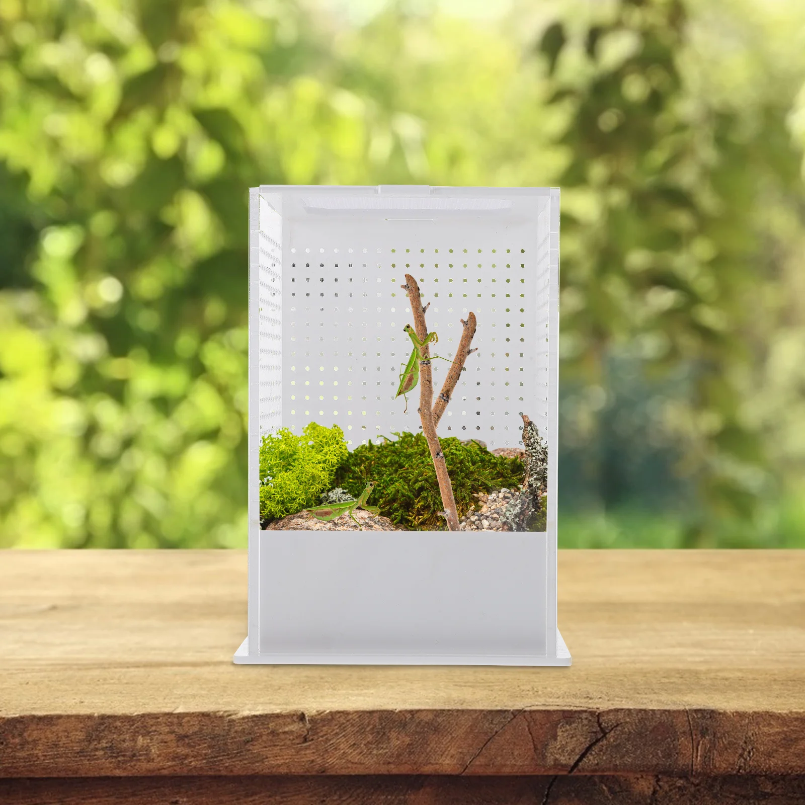 

1Pcs Mantis Landscape Case Sturdy Transparent Breeding Box for Insect Habitat Safe Enclosure for Praying Mantis Container