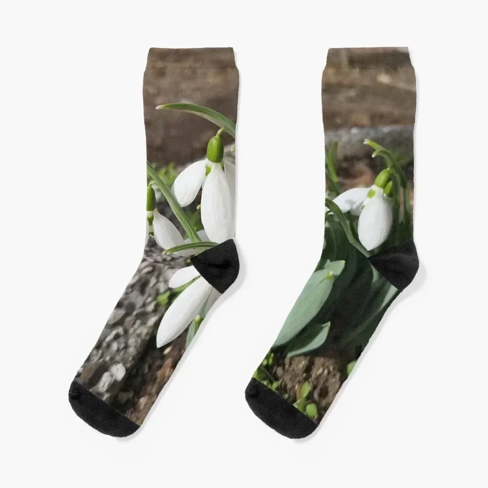 

White flower snowdrops Flowers Near Me, beautiful white spring blooms, Nature Around Us Socks tennis sport Socks Women Men's