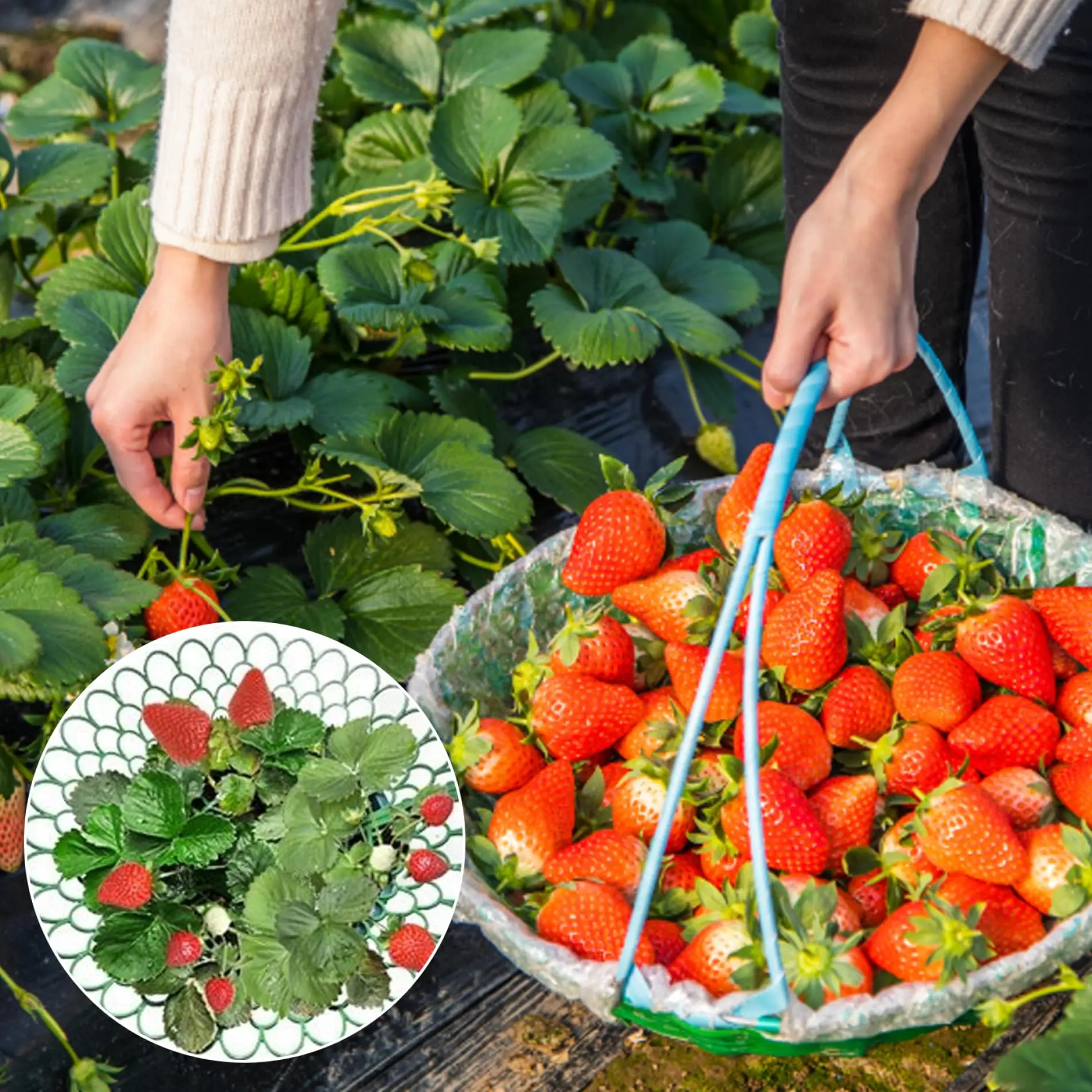 10Pcs  Protector Frame Holder Cage Green Growing Rack Vegetable Garden Tools Strawberry Supports Plant Support Stand Racks