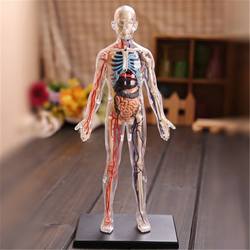 -Torso Human Body Model Education Internal Organs Model For Student Teaching Study Transparent Assembling Model