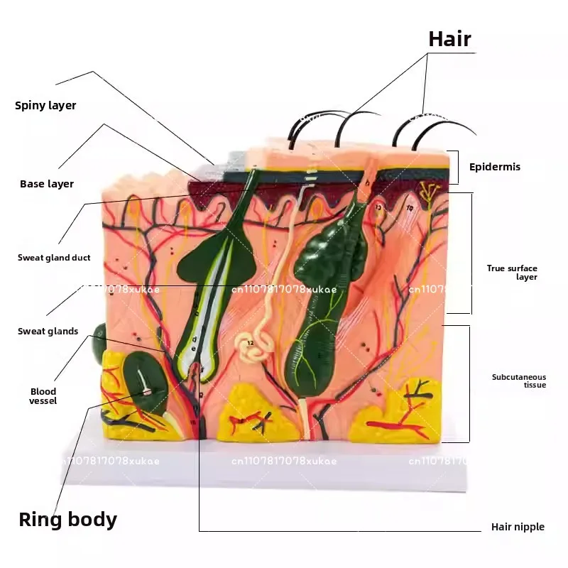 

35X/50X Human Skin Tissue Structure Enlarged Anatomical Model with Hair Medical Beauty and Plastic Surgery 4D Skin Model