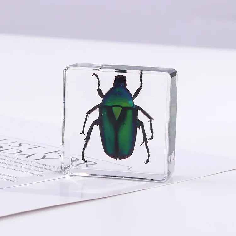 Vierkant insectenspecimen van hars, extra cognitieve leermiddelen, dierenspecimen, kunstmatig amber handwerkornament