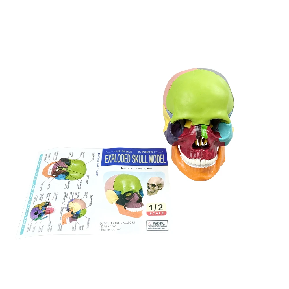 Dental Colors Skull Model Detachable Teaching Skull Anatomy Model Medical Simulation Anatomy Demonstration Model - Image 5