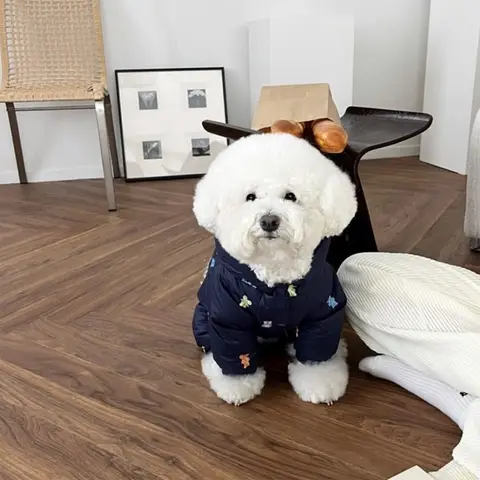 애완 동물 의류, 가을 및 겨울, 방한, 다운 조끼, 코트 재킷, 면 의류, 후드 포함, 4 발 애완 동물 용품