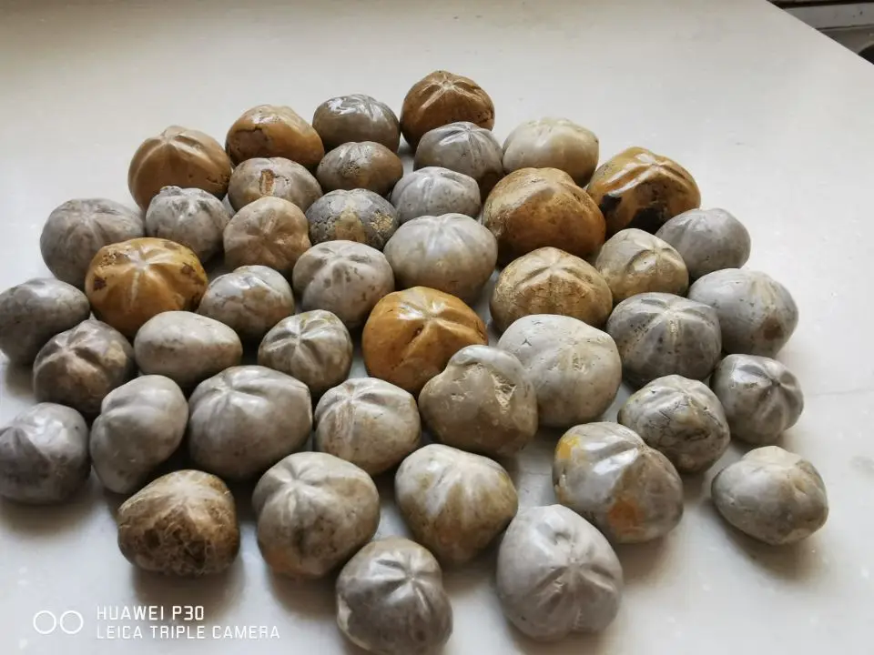 2.2 LB JURASSIC Madagascar SEA BISCUIT URCHIN FOSSIL sand dollar Star Fish Dinosaur Age