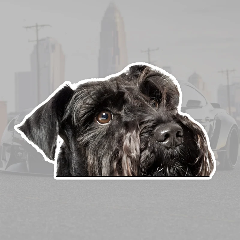 DK244# Peeking Schnauzer Car Stickers Scratch Covering Self-Adhesive Waterproof Decal Motorcycle Decorative Accessories