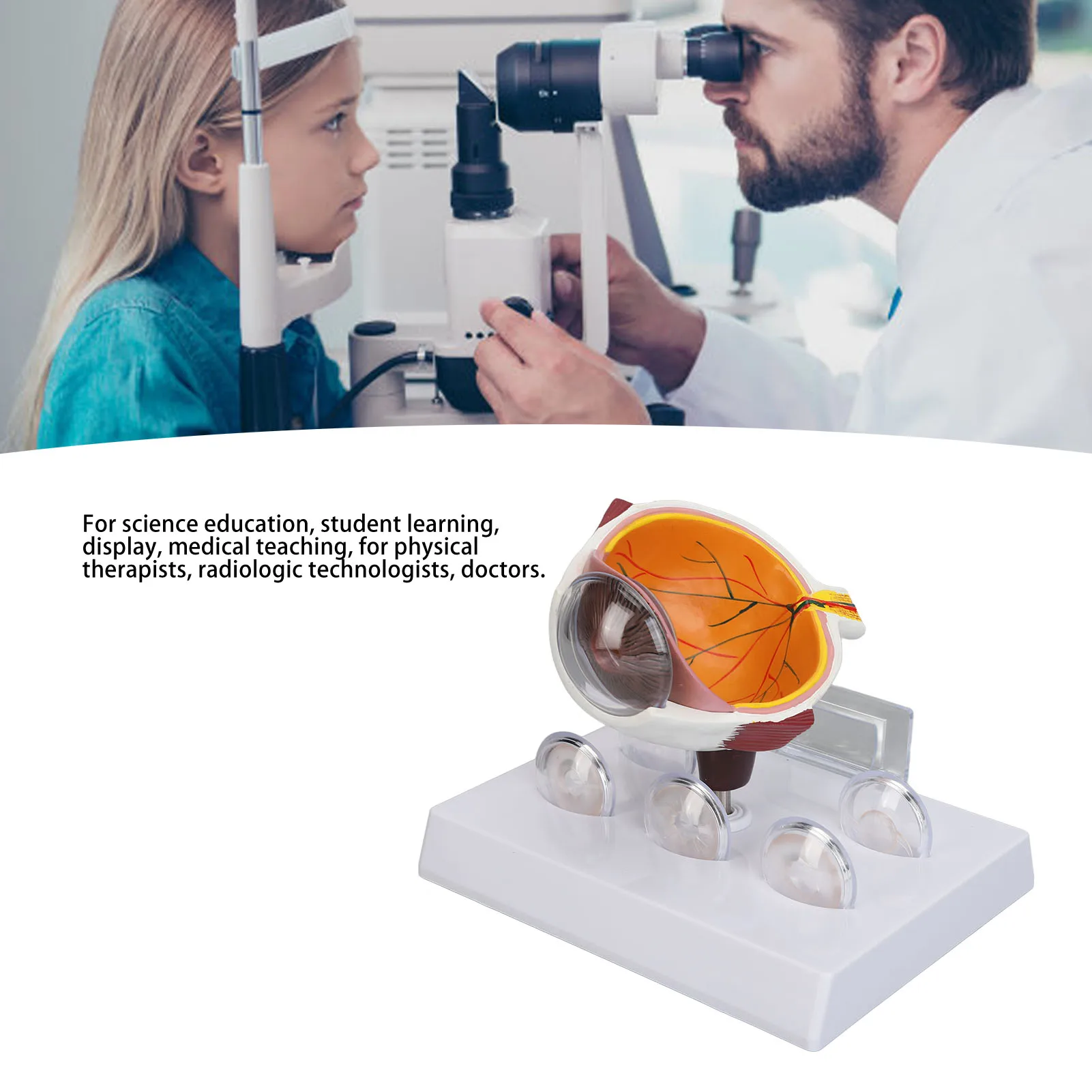 Human Eye Anatomical Model Accurate Display Enlarged  Eyeball Explanation Model with Card Human Eyeball Model