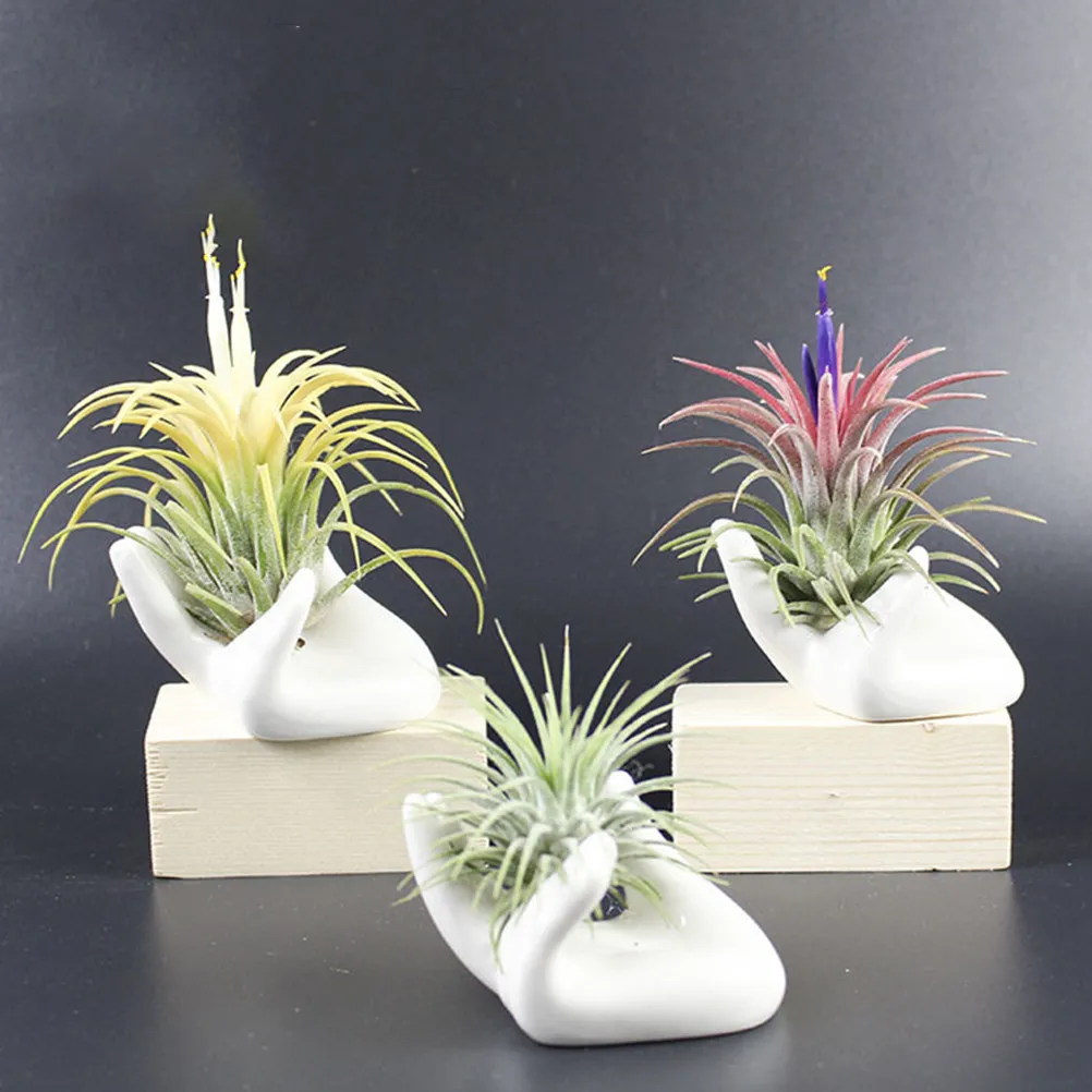 8 szt. ceramicznych podstawek – Air Plant Tillandsia recenzja i cena