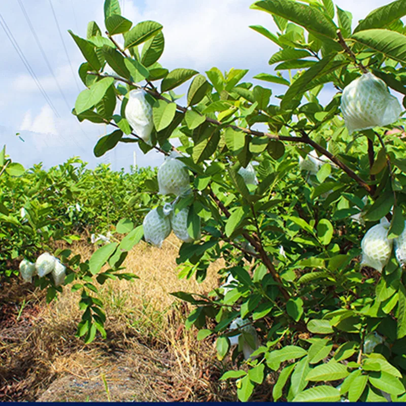 50/100 zestawów Guava pokrywa ochronna rosnąca torba anty-ptak sieć na owady torba ochrona przed szkodnikami ochrona owoców worki na owady