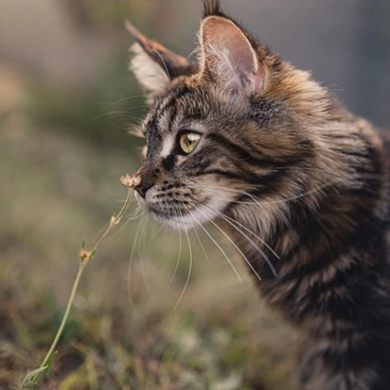 

SCY 16101PRO 16102PRO 16103PRO Бесщеточные металлические детали для обновления радиоуправляемого автомобиля: Дифференциал приводного вала бесщеточного двигателя