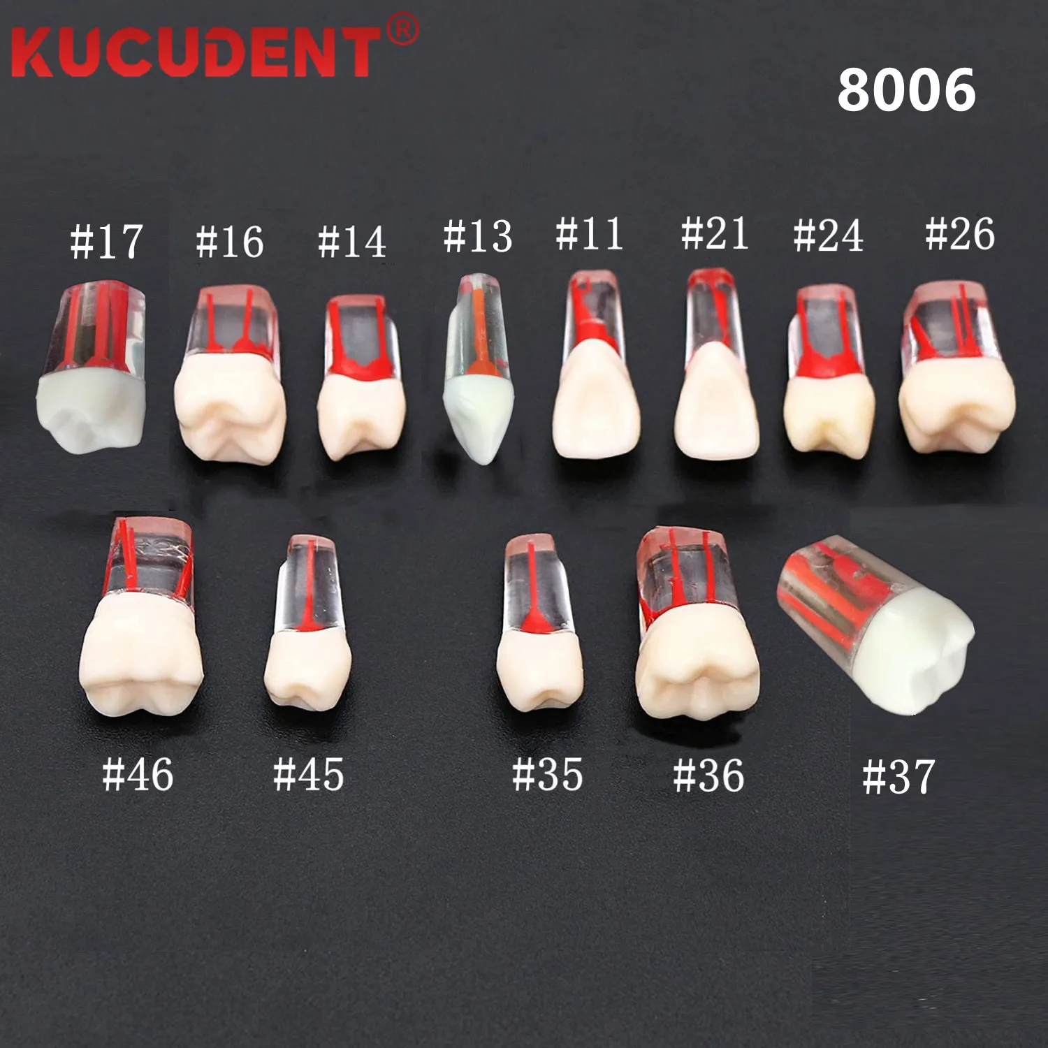 Dental Model Endo Teeth Root Canal Models Endodontic File RCT Practice Block Pulp Cavity Training Lab for Student Teaching Study