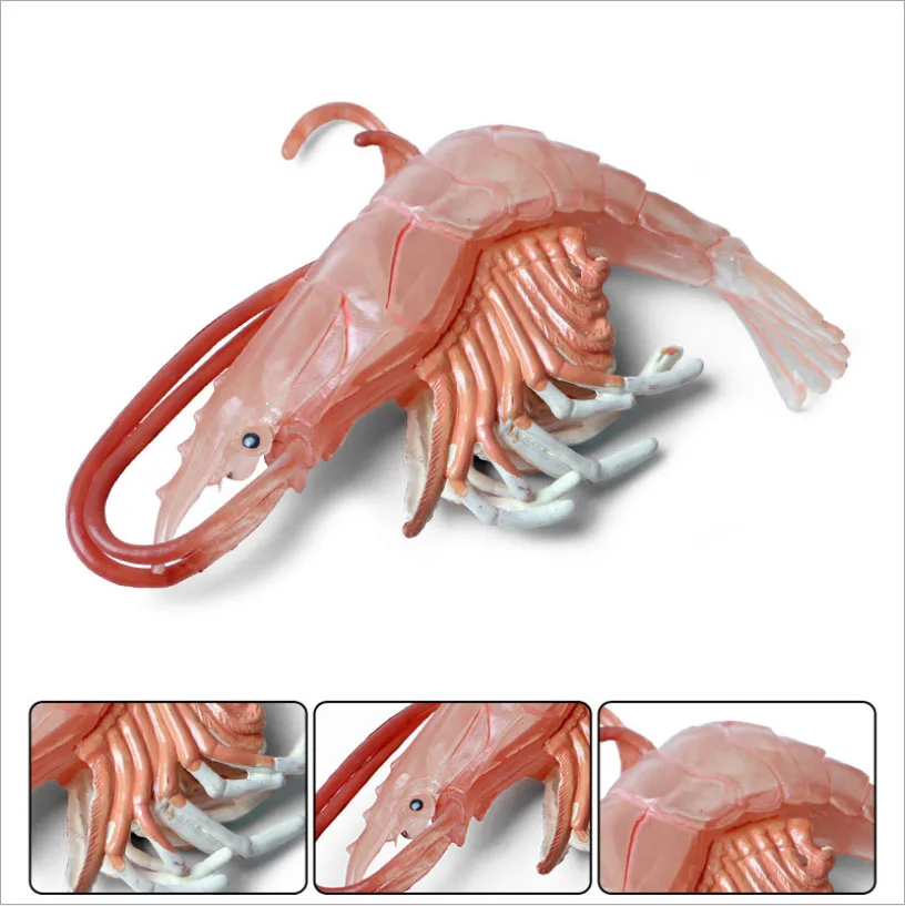 Simulation Marine Animal Models Shrimp Colorful River Prawn Children's Toy Static Decoration Hand To Do For School Teaching