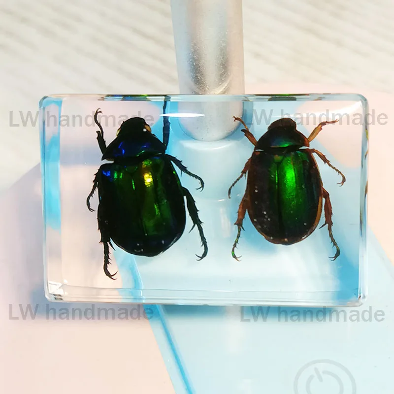 Eco-friendly Resin for Desk Ornament Decoration, Delicate Insect Beetle Specimen, Science Education Toys, Built-in