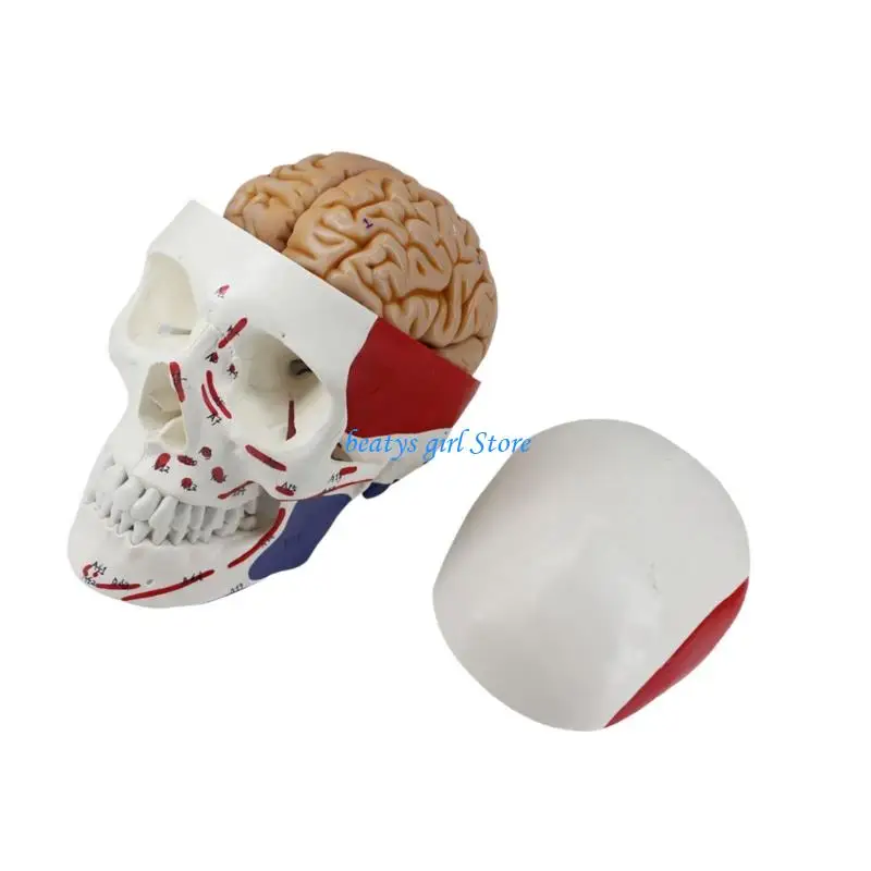 

C7AB Human Skull Educational Tool Using Fastener For Classroom