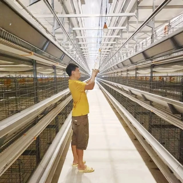 

20 000 многослойных аккумуляторных клетков для автоматизированных ферм птицы для укладки курочек