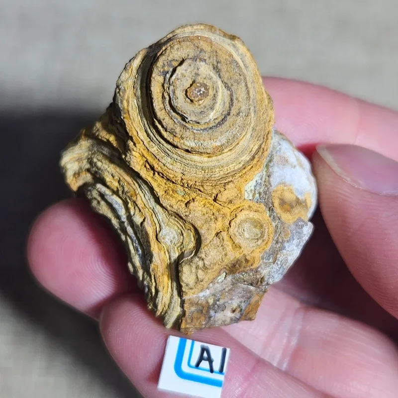 Natural Gobi Desert Prophecy Rock Irregular Mineral Specimen Healing Stone for Home Decor