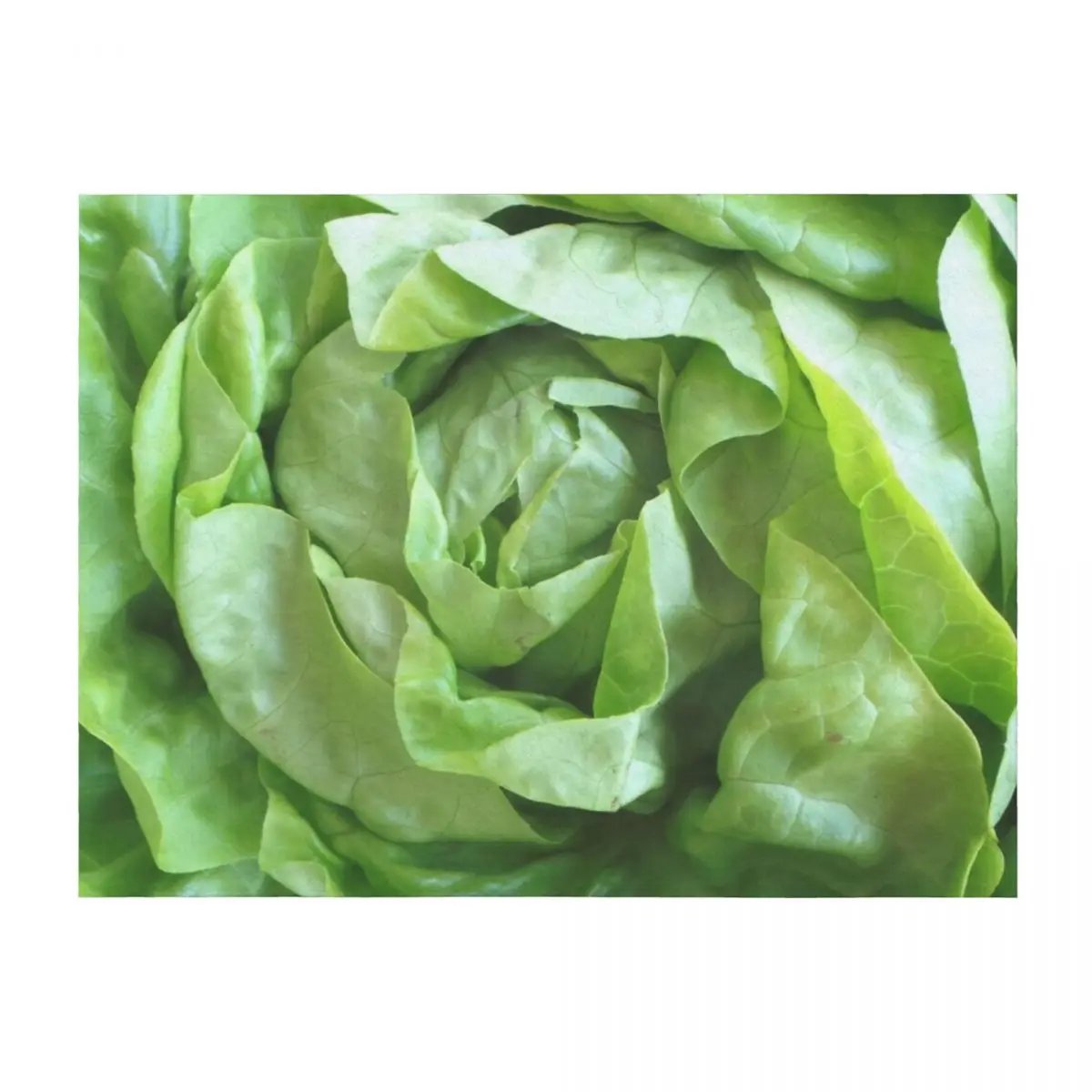 

Lettuce Throw Blanket Moving Hairy Comforter Sofa Throw Blankets