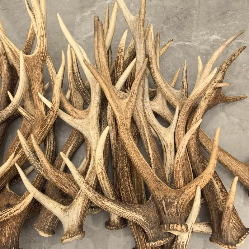 Bois De Cerf Pour Chien : Un Choix Naturel Et Sain