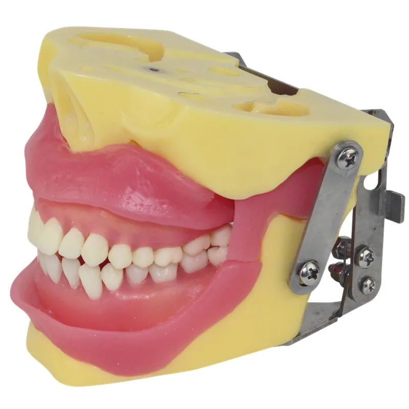 Dentals Extraction Practice Model Oral Cavity Operation Training Teaching Aid Model