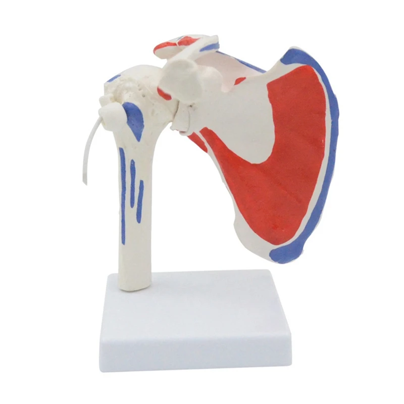 

Human Anatomy Right Shoulder Joint Muscle Model Office And Classroom Anatomy Model PVC 1 PCS