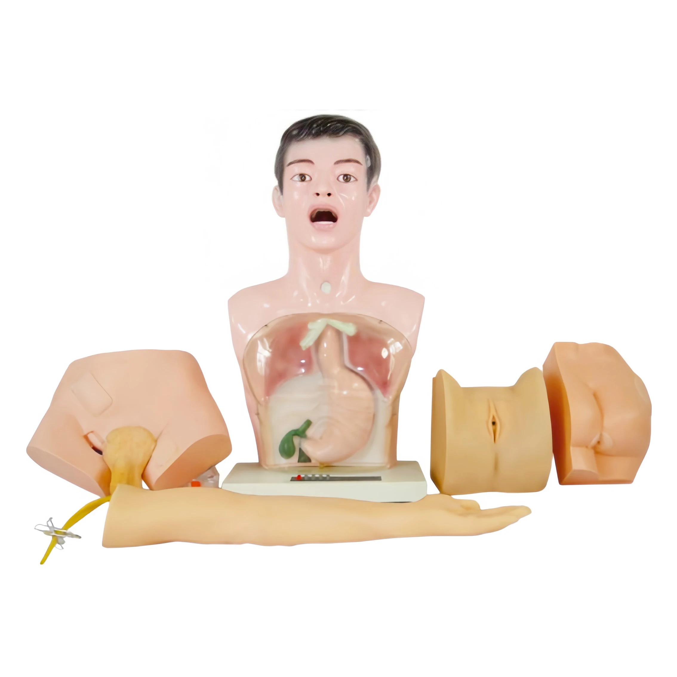 Basic Medical Science Internship Operation Eco-friendly PVC 5 Parts Human Anatomy Manikin Nurse Training Nursing Practice
