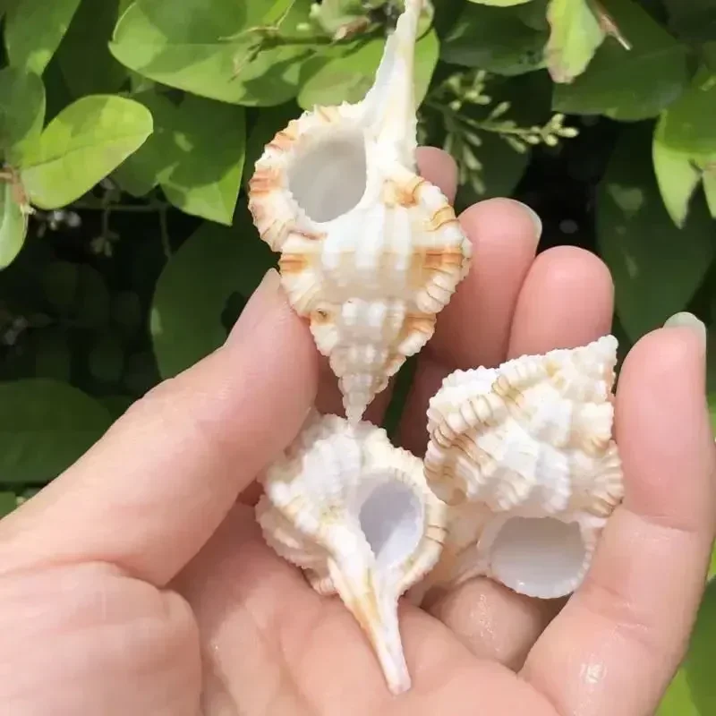 3pcs hermit crab replacement shell natural conch shell specimen snail fish tank aquascape decoration