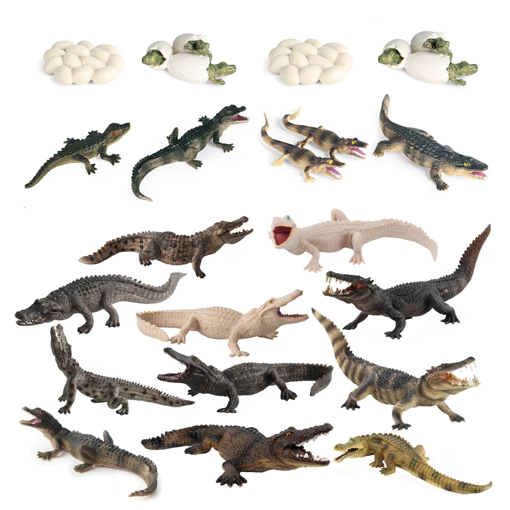 Giocattolo di coccodrillo Figure Giocattoli Modello di coccodrillo Ciclo di vita Playset Figurine di animali Action Figure Rettile Animali Regali per bambini Giochi