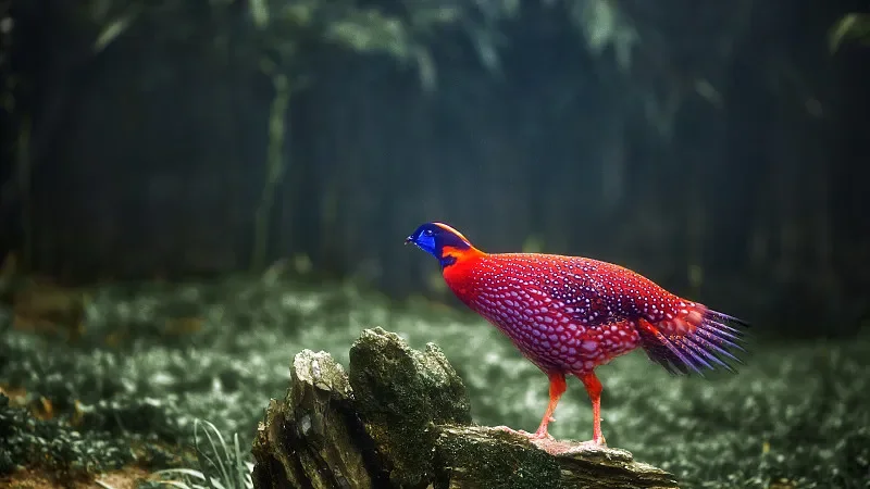 

Приемник HPXGRC SuperX ELRS ELRS 2,4G/915M Одиночный наноприемник LR1121 2,4G/915 МГц для RC FPV Racing Дрон для фристайла