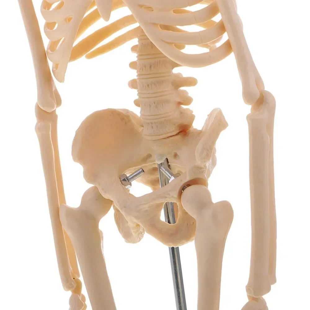 45CM Anatomical Anatomy Human Skeleton Model Medical Learn Aid Anatomy human skeletal model Wholesale Retail