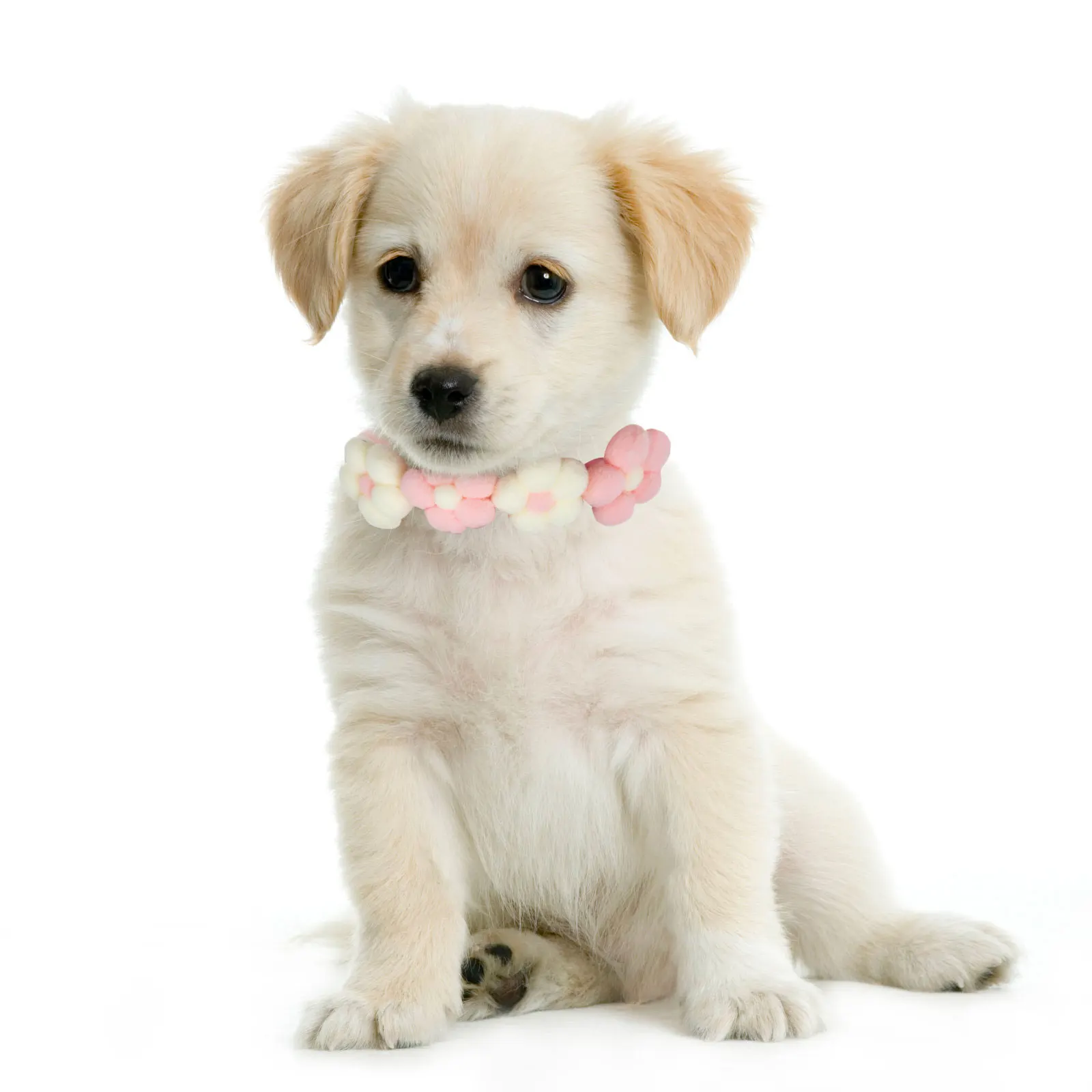 

Pet Collar Adjustable Dog Cat Chain Flower-designed Kitten Accessories Photo Prop Festival Neck Stylish Safe Practical